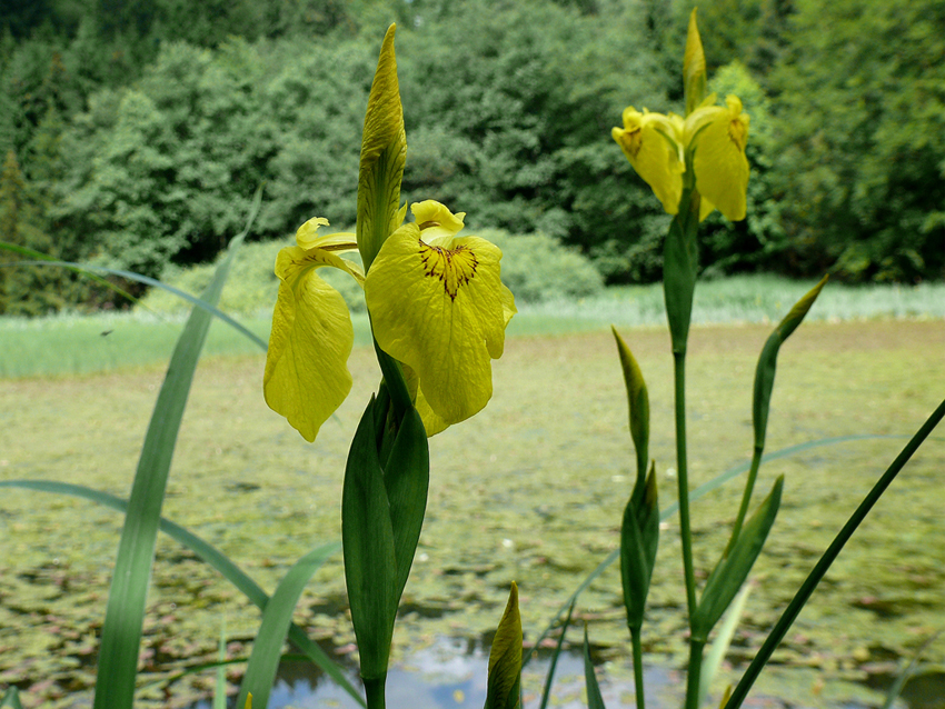 Natura 2000 Lausiger Teiche und AusreißerTeich östlich Bad Schmiedeberg