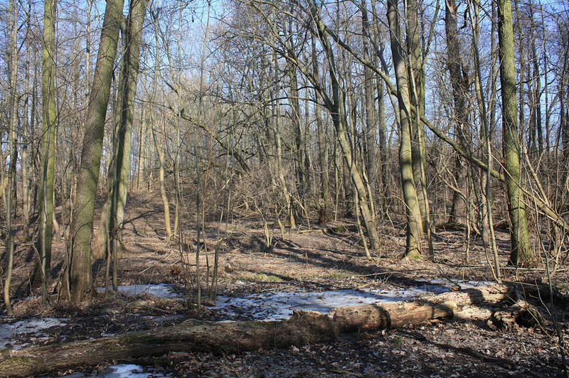  Erlen-Eschen-Wald