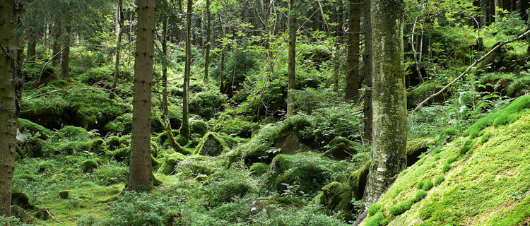 Wald mit Moosboden