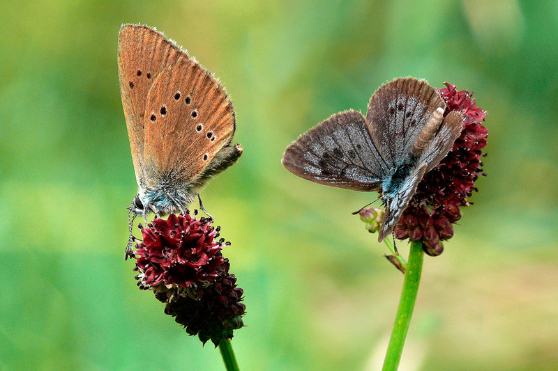 Schmetterlinge auf Blüten