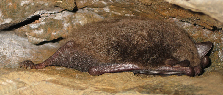 Wasserfledermaus