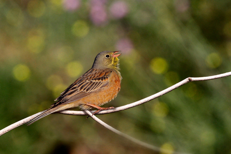 Ortolan