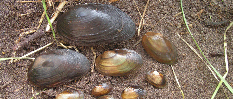 Kleine Flussmuscheln