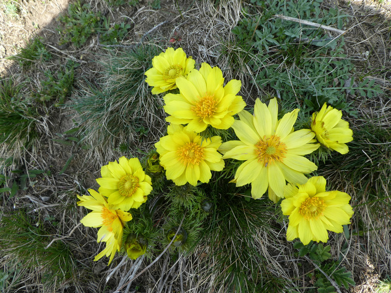 Frühlings-Adonisröschen