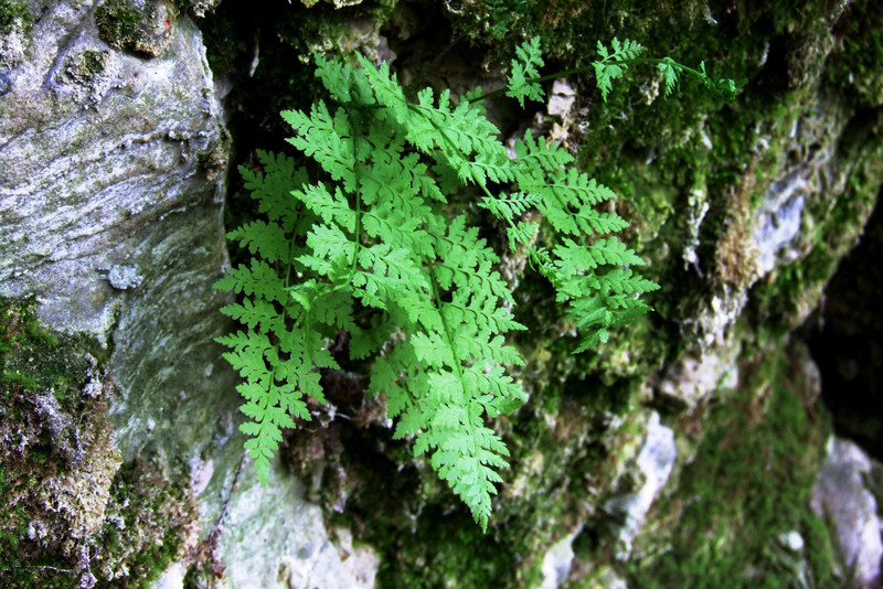 Zerbrechlicher Blasenfarn, zwischen Steinen wachsend