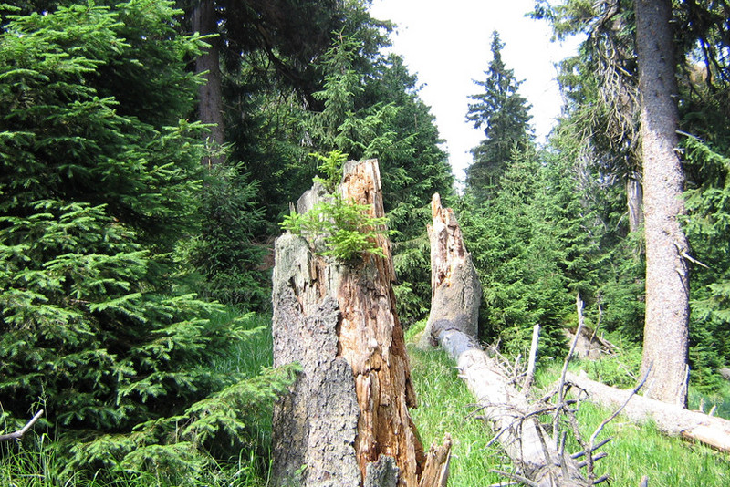 Fichtenwald mit Totholz