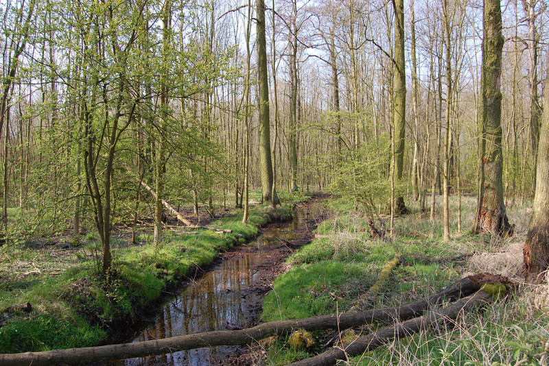 Erlen-Eschenwald