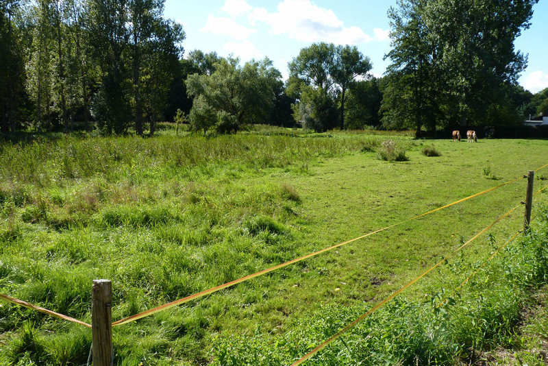 Habitat der Schmalen Windelschnecke