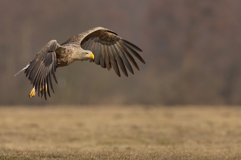 fliegender Seeadler