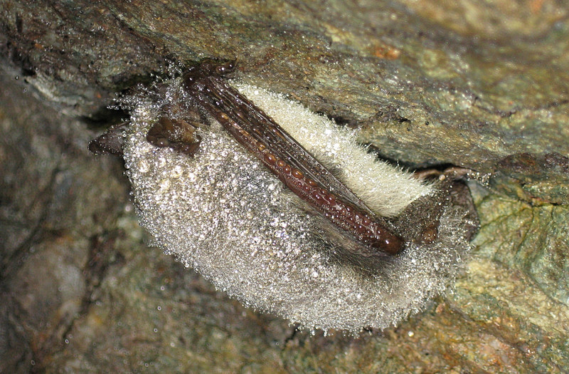Kleine Bartfledermaus an Höhlenwand