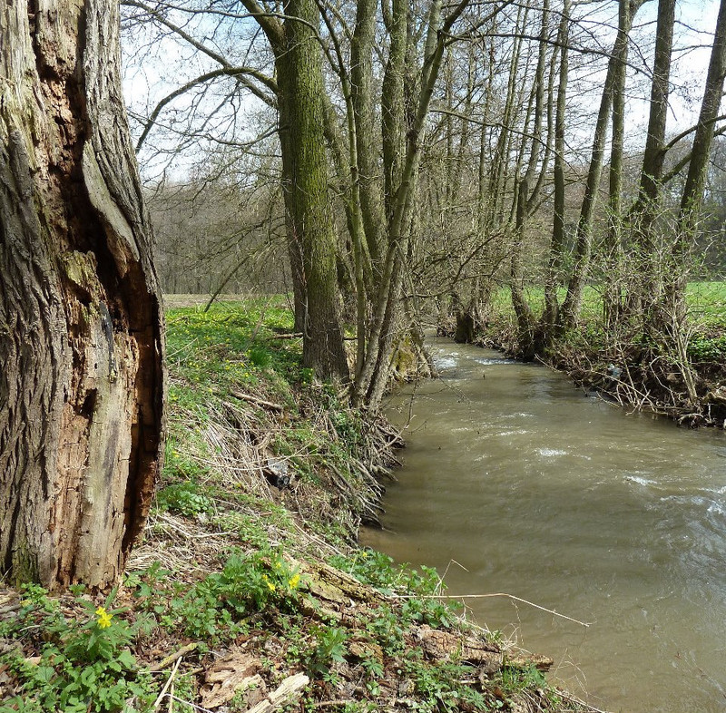 Bäume am Flussufer