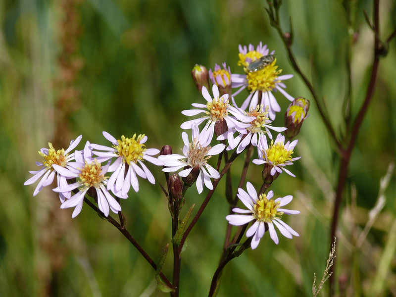 Strandaster