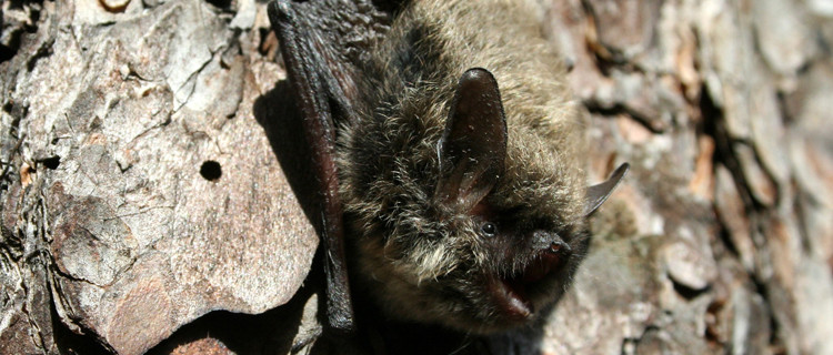 Kleine Bartfledermaus