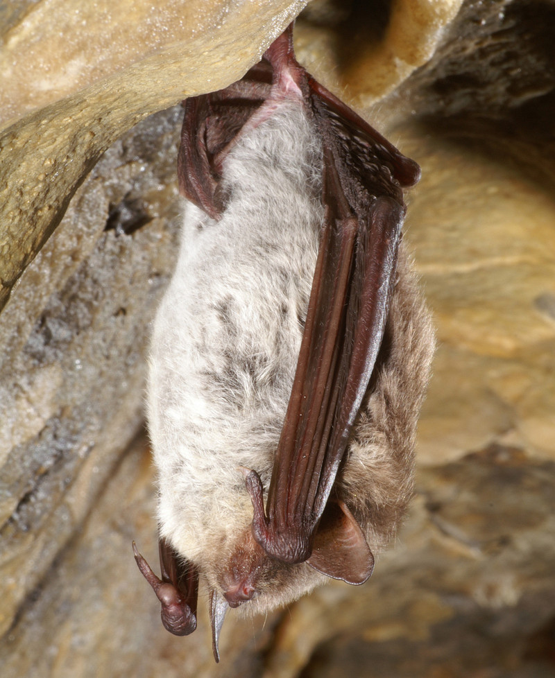 Teichfledermaus