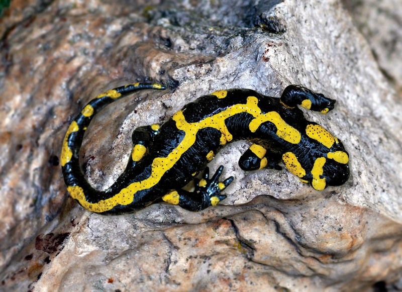 Feuersalamander auf einem Stein