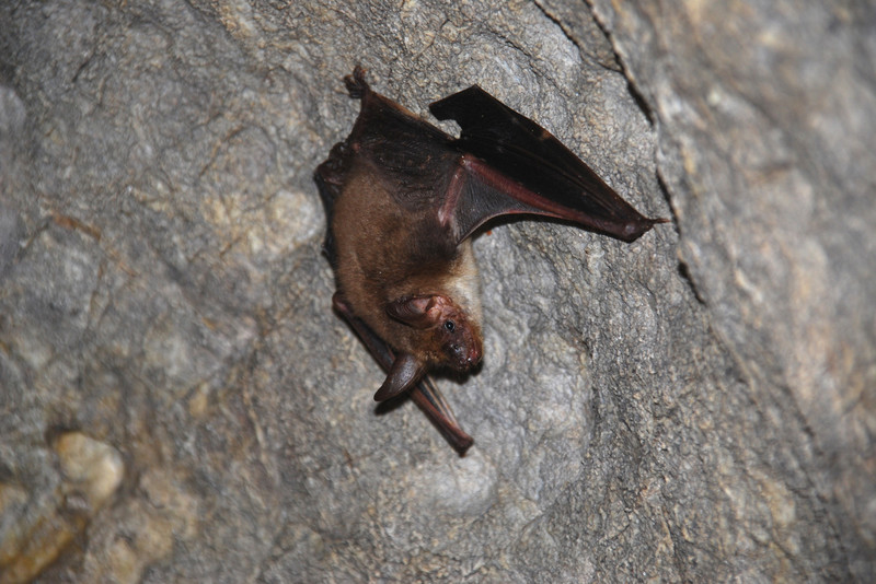 Fledermaus Großes Mausohr an Felswand