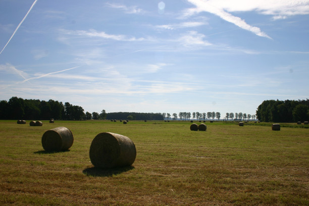 gemähte Wiese mit Heuballen