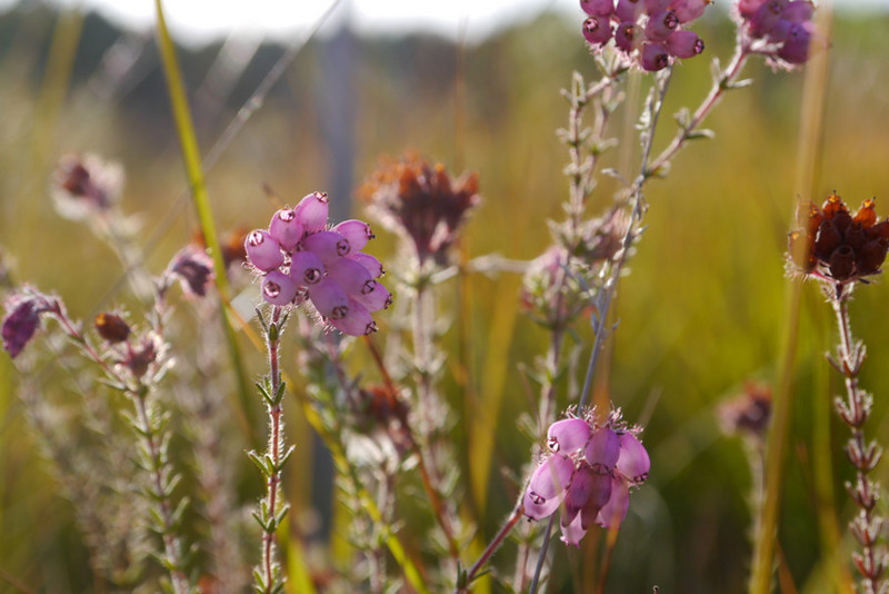 Glockenheideblüten