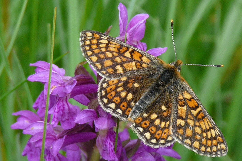 Schmetterling Goldener Scheckenfalter auf lila Blüte