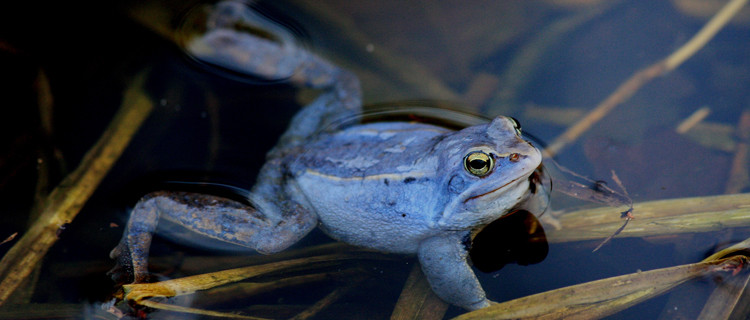 blauer Moorfrosch