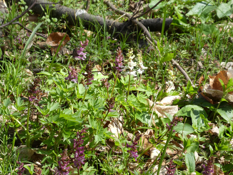 Hohler Lerchensporn 