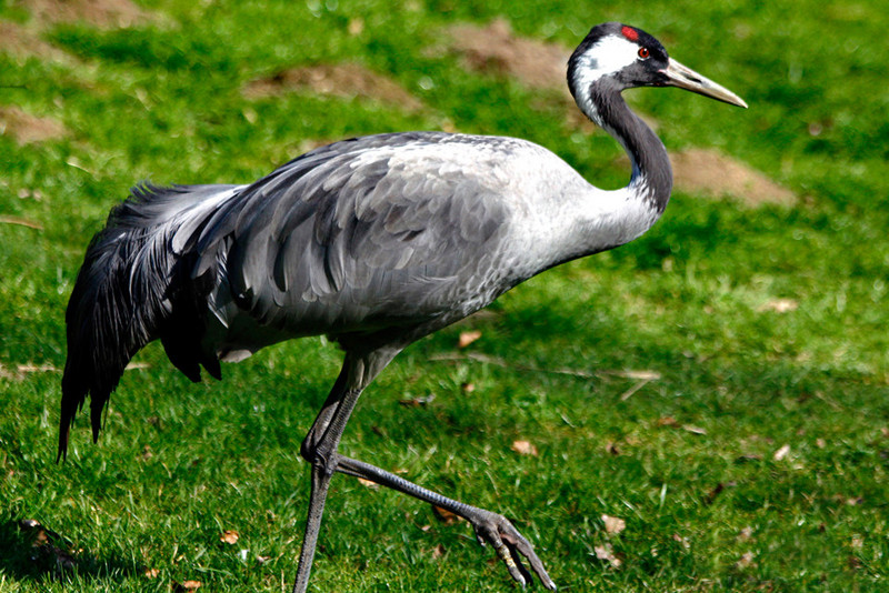 Kranich auf einer Wiese