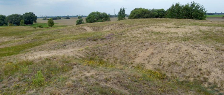 Binnendünen Gerwisch (LRT 6120*) mit Vorkommen der Sand-Silberscharte
