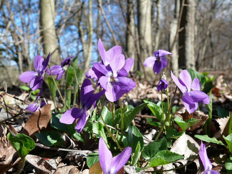 Wald-Veilchen