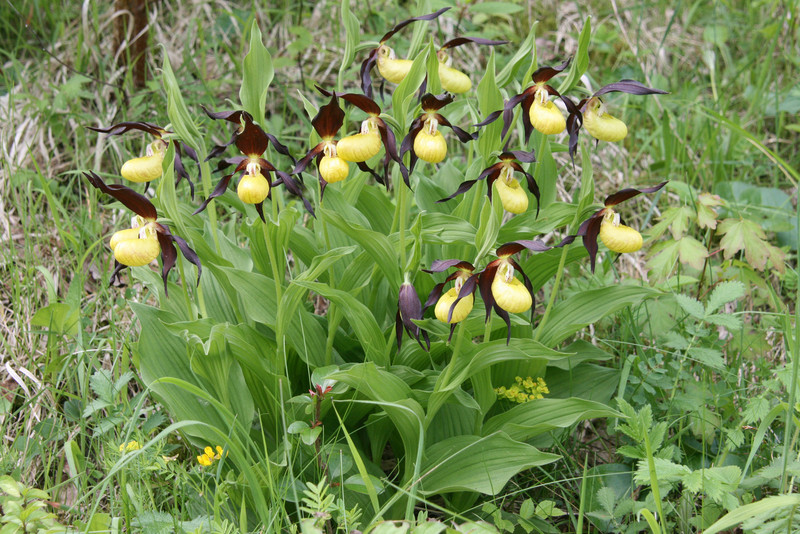 Frauenschuh Orchidee