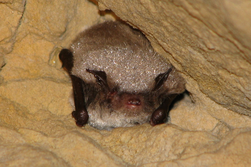 Wasserfledermaus