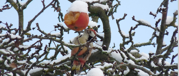 Mittelspecht pickt an einem Apfel im Schnee