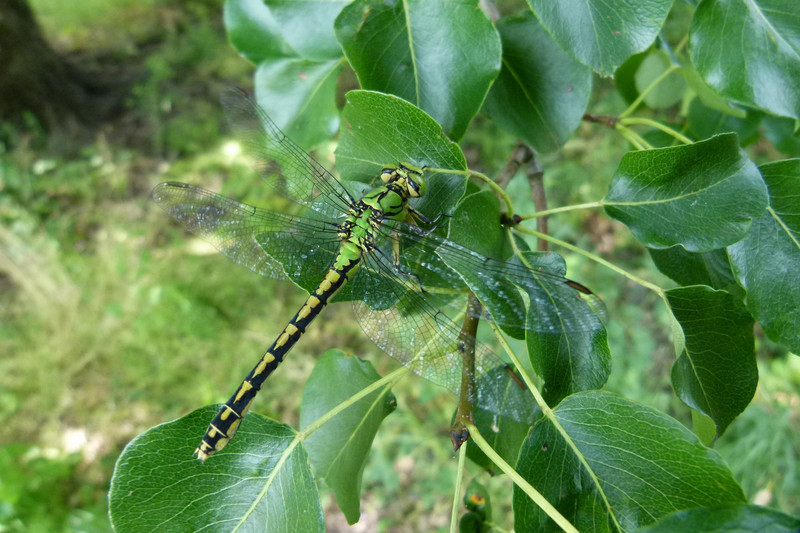 Grüne Keiljungfer, Libelle