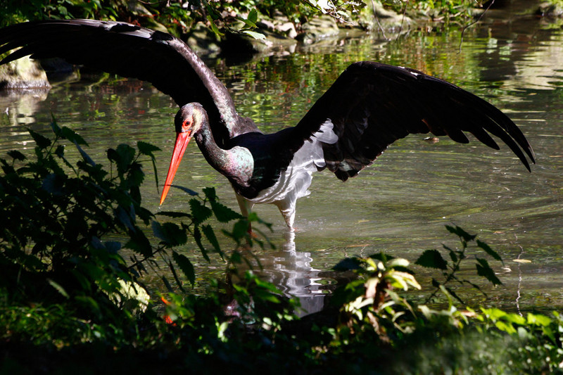 Schwarzstorch am Wasser