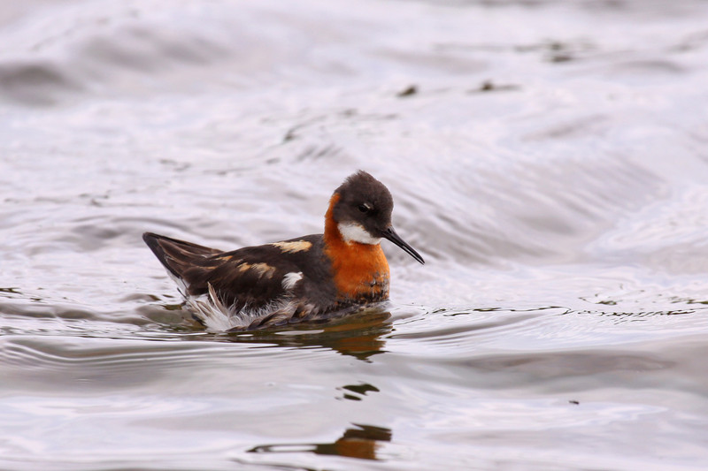  Odinshühnchen im Wasser