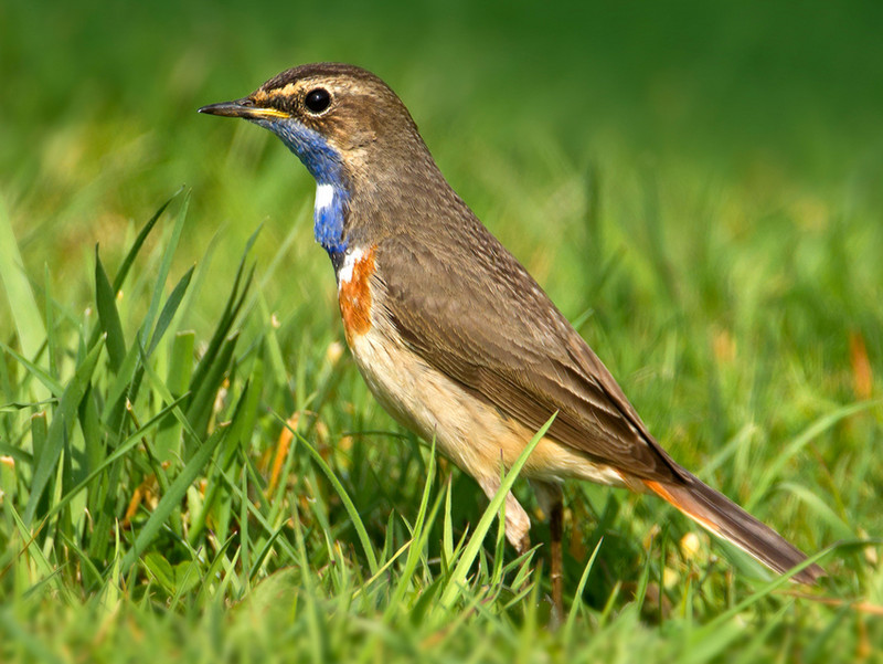 Blaukehlchen