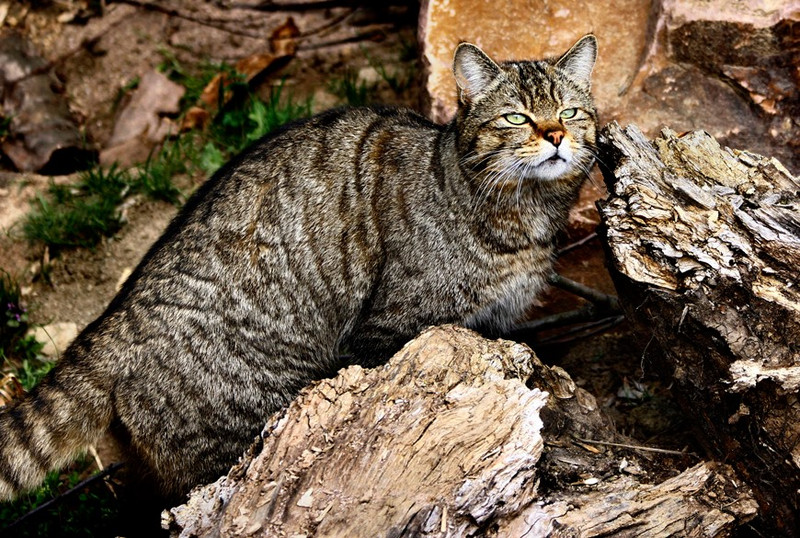 Wildkatze (Kater)