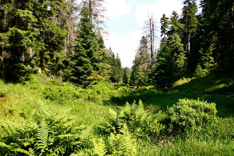 Moorwald im Oberharz