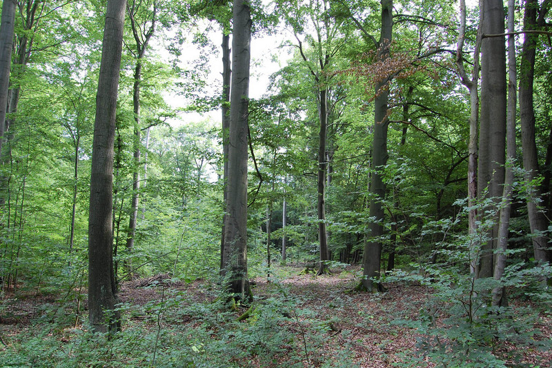 Eichen-Hainbuchenwald