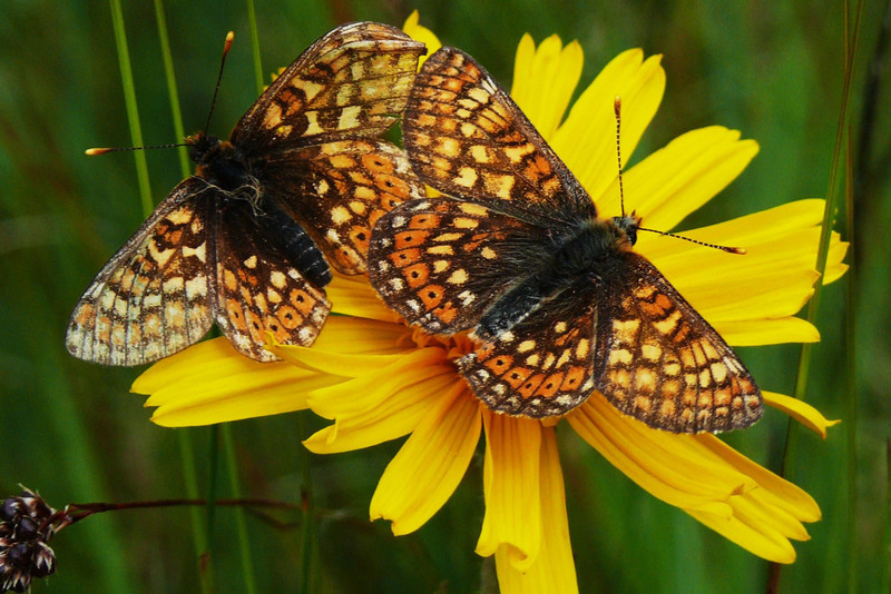 zwei Schmetterlinge auf gelber Blüte