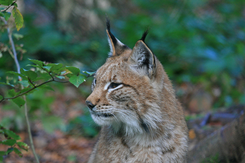 Luchs