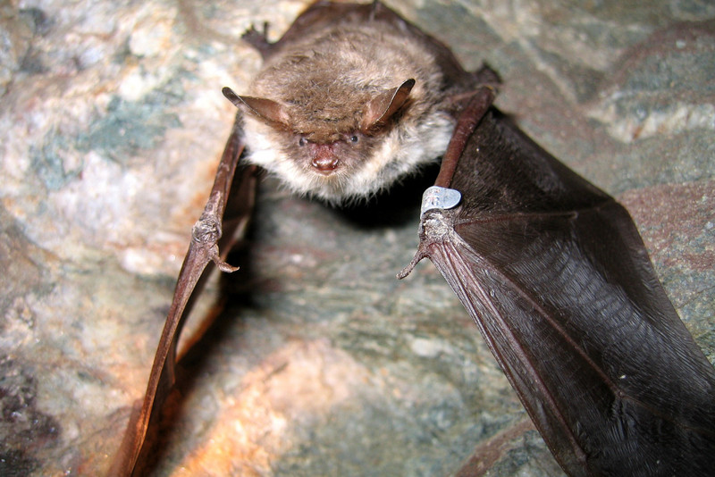 Fransenfledermaus