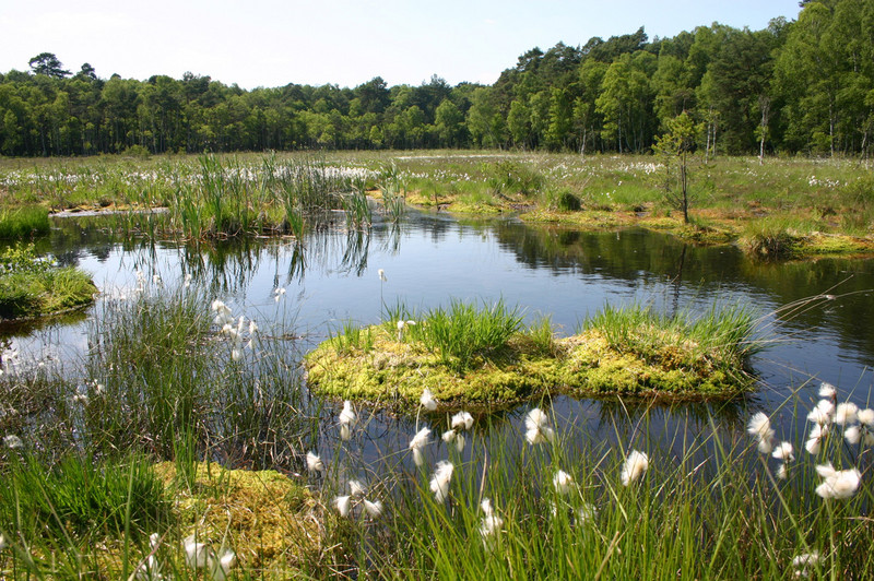 Moorlandschaft