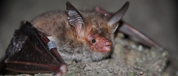 Bechsteinfledermaus