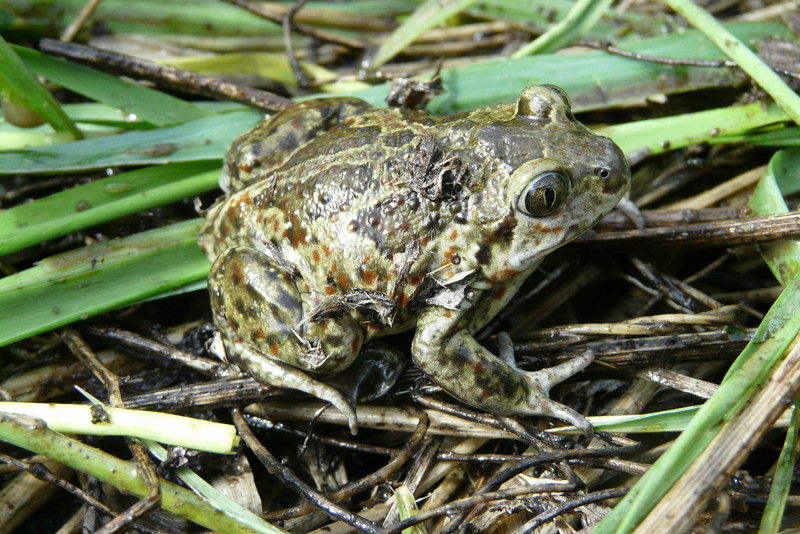 Knoblauchkröte