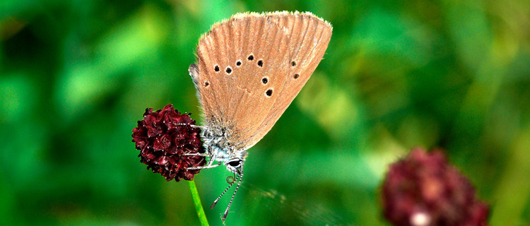 Schmetterling auf einer Blüte