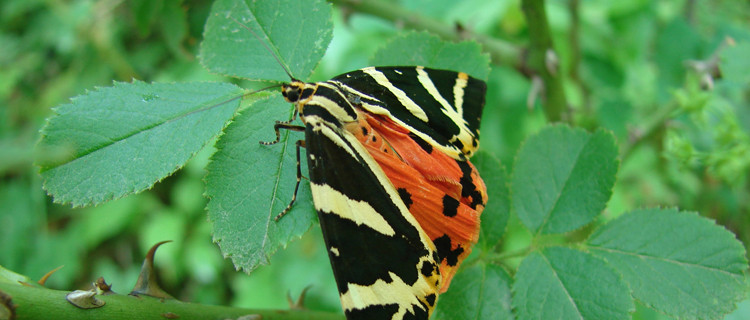 Schmetterling sitzt auf einem Blatt