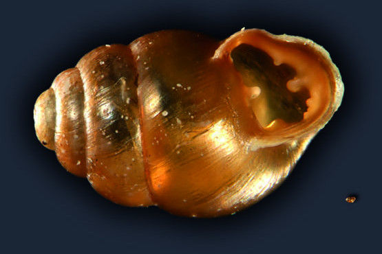 Bauchige Windelschnecke