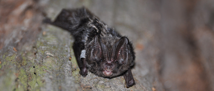 Mopsfledermaus