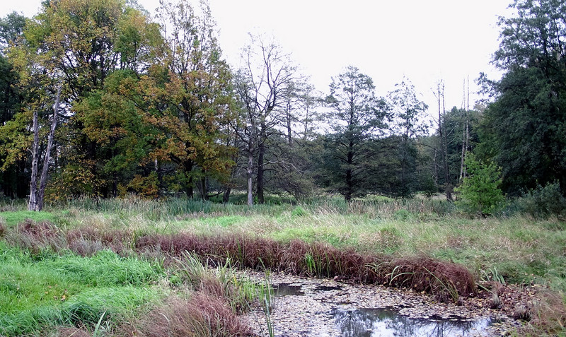 Alte Elster und Rohrbornwiesen bei Premsendorf