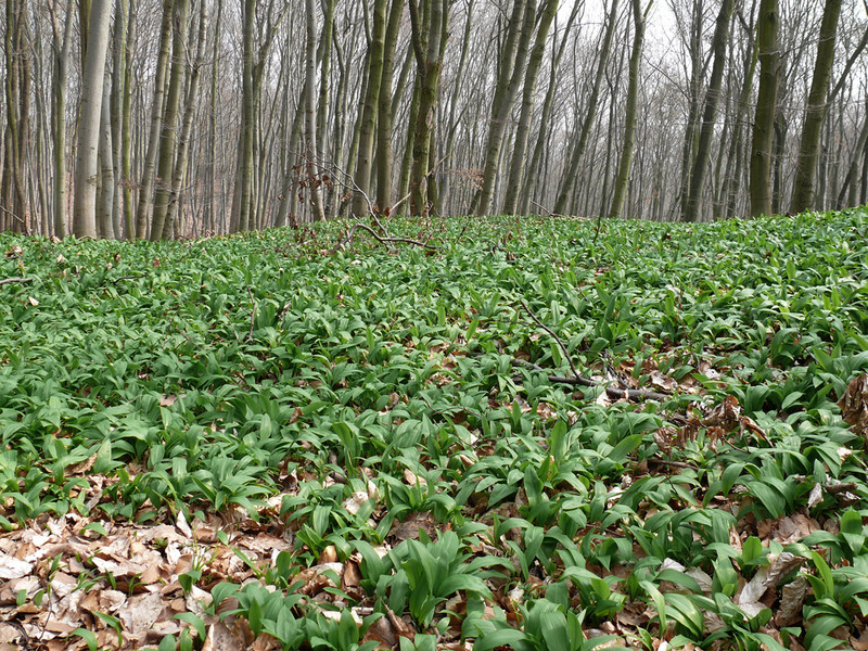 Bärlauchwald Questenberg